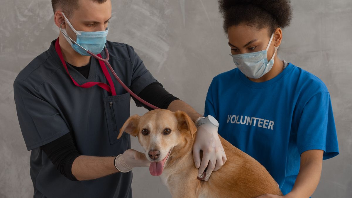 Carnet de vacunación digital de una mascota en la pantalla de una veterinaria.