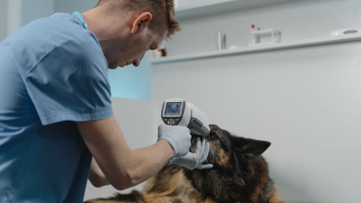 Veterinario revisando el expediente de una mascota en su clínica.