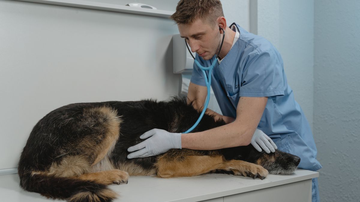 Recepción de una clínica veterinaria recién abierta en México.