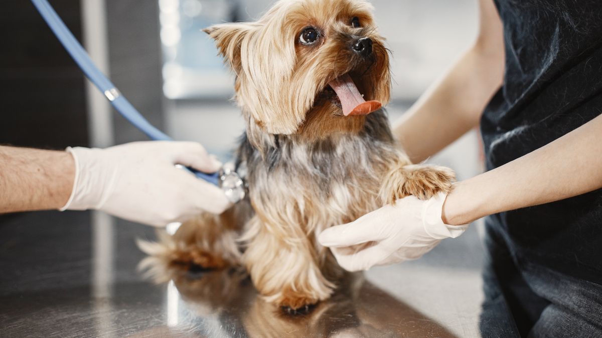 Administrador de una clínica veterinaria comparando opciones de software en una computadora.