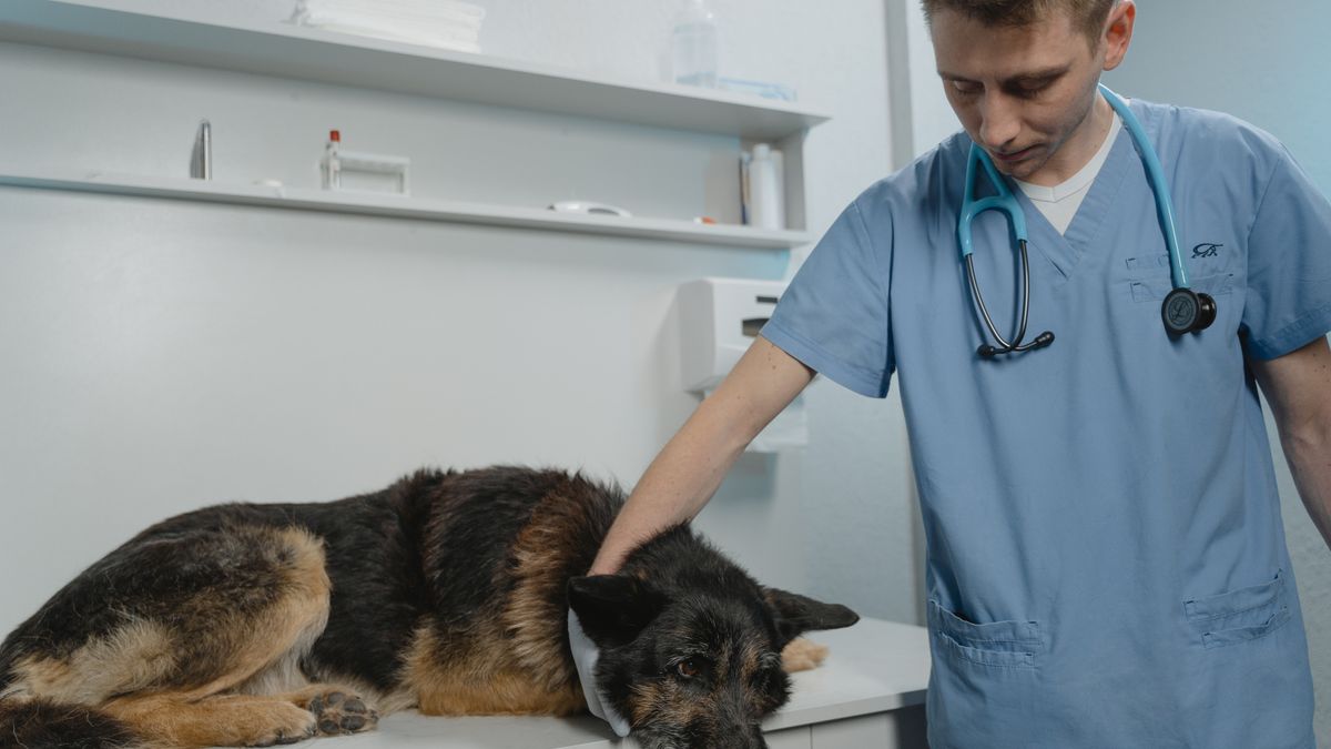 Clínica veterinaria usando FaunaWare en la nube